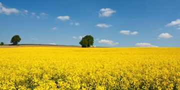 Διαδικτυακή Ημερίδα για την ελαιοκράμβη την Τετάρτη 15 Σεπτεμβρίου