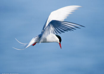 Θαλάσσια Προστατευόμενη Περιοχή ανακηρύσσεται ο «παράδεισος» των θαλασσοπουλιών στον Β. Ατλαντικό