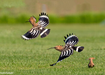 Ευρωπαϊκή Γιορτή των Πουλιών 2021