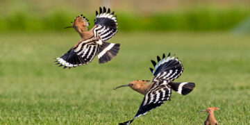 Ευρωπαϊκή Γιορτή των Πουλιών 2021