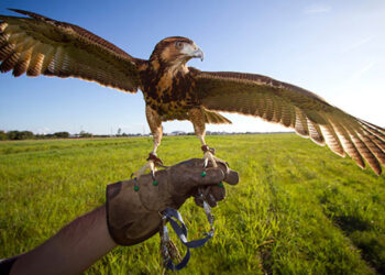 ΥΠΕΝ: Επανέρχεται με ΚΥΑ η τέλεση της ιερακοθηρίας στην Ελλάδα