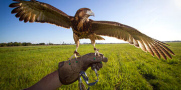 ΥΠΕΝ: Επανέρχεται με ΚΥΑ η τέλεση της ιερακοθηρίας στην Ελλάδα