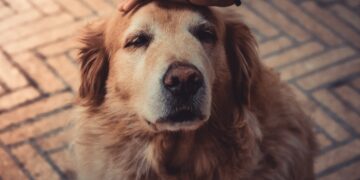 40 εκατ. ευρώ προς τους Δήμους όλης της χώρας για τα ζώα συντροφιάς