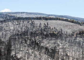 Αποκατάσταση φυσικής χλωρίδας σε πυρόπληκτες περιοχές