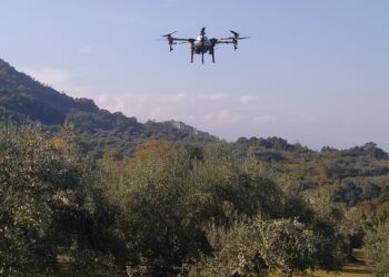 Ψεκασμοί με drones από την Περιφέρεια Θεσσαλίας για την καταπολέμηση του δάκου της ελιάς