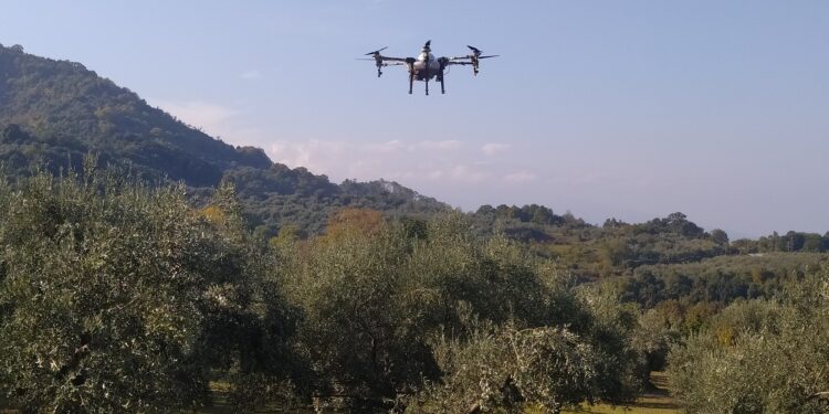 Ψεκασμοί με drones από την Περιφέρεια Θεσσαλίας για την καταπολέμηση του δάκου της ελιάς