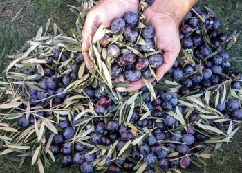 Στ. Αραχωβίτης «Η αδιαφορία της κυβέρνησης αφήνει χωρίς εργατικά χέρια την παραγωγή»