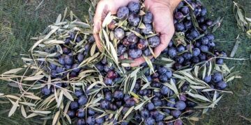 Στ. Αραχωβίτης «Η αδιαφορία της κυβέρνησης αφήνει χωρίς εργατικά χέρια την παραγωγή»