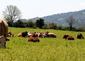 Μ. Κριθαρίδης: Ο κ. Λιβανός αντί να προσβάλει εκπροσώπους των αγροτών και των κτηνοτρόφων να δώσει εξηγήσεις για την κατανομή των επιδοτήσεων