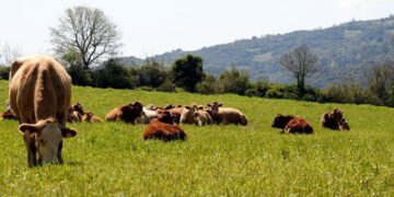 Μ. Κριθαρίδης: Ο κ. Λιβανός αντί να προσβάλει εκπροσώπους των αγροτών και των κτηνοτρόφων να δώσει εξηγήσεις για την κατανομή των επιδοτήσεων