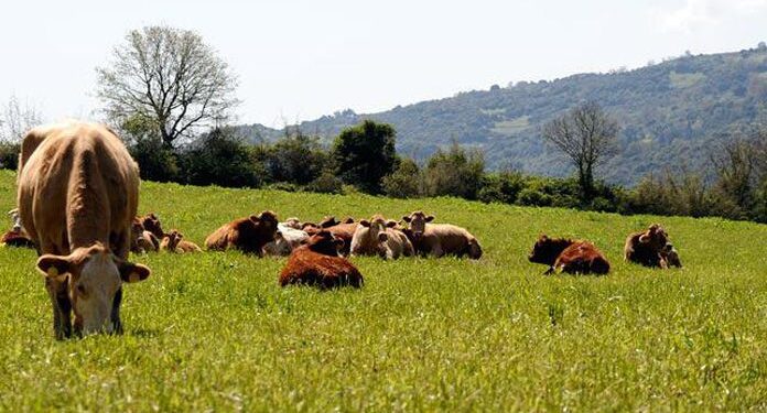 Μ. Κριθαρίδης: Ο κ. Λιβανός αντί να προσβάλει εκπροσώπους των αγροτών και των κτηνοτρόφων να δώσει εξηγήσεις για την κατανομή των επιδοτήσεων