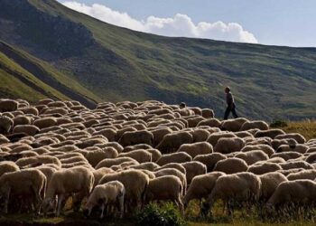 Στ. Αραχωβίτης: «Προκαταβολή Βασικής Ενίσχυσης: η χειρότερη πληρωμή όλων των εποχών»