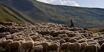 Στ. Αραχωβίτης: «Προκαταβολή Βασικής Ενίσχυσης: η χειρότερη πληρωμή όλων των εποχών»