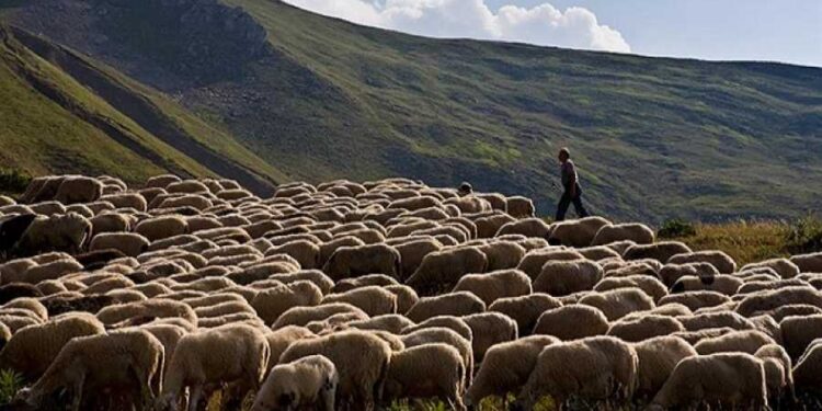 Στ. Αραχωβίτης: «Προκαταβολή Βασικής Ενίσχυσης: η χειρότερη πληρωμή όλων των εποχών»