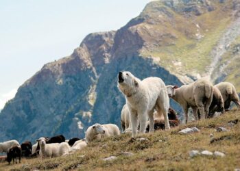 Να παραιτηθεί ο Λιβανός – Δεν είναι σκυλιά οι κτηνοτρόφοι