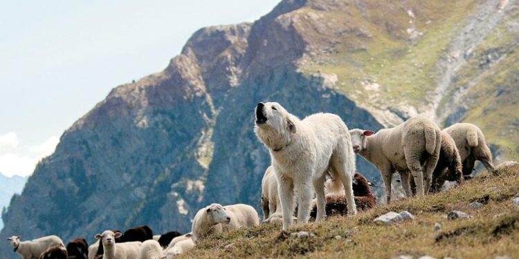 Να παραιτηθεί ο Λιβανός – Δεν είναι σκυλιά οι κτηνοτρόφοι
