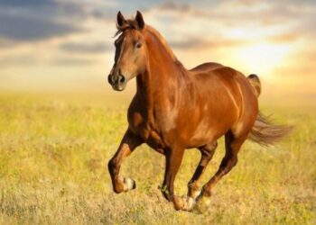 Δράση 10.1.09: Καταχώρηση σήμανσης ίππων από 15 Δεκεμβρίου 2021 έως 7 Ιανουαρίου 2022