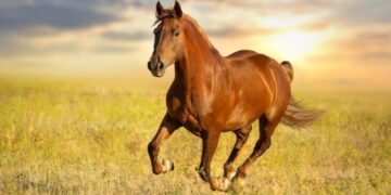 Δράση 10.1.09: Καταχώρηση σήμανσης ίππων από 15 Δεκεμβρίου 2021 έως 7 Ιανουαρίου 2022