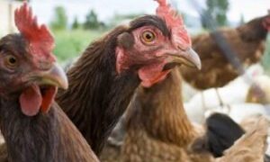 Ανιχνεύτηκε ιός της γρίπης των πτηνών τύπου Α σε έναν ημιθανή βουβόκυκνο (Cygnus olor) που εντοπίστηκε στο δέλτα του Έβρου