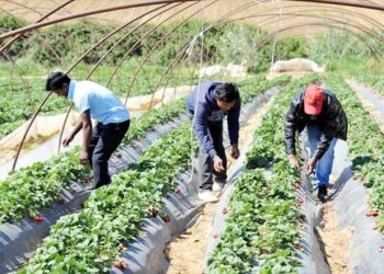 Εργάτες γης: Συμπεράσματα και προτάσεις της Διεπαγγελματικής Οργάνωσης Πυρηνοκάρπων