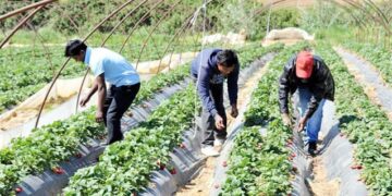 Εργάτες γης: Συμπεράσματα και προτάσεις της Διεπαγγελματικής Οργάνωσης Πυρηνοκάρπων