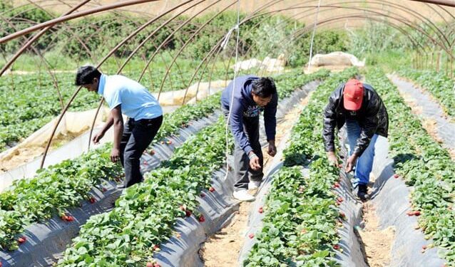 Εργάτες γης: Συμπεράσματα και προτάσεις της Διεπαγγελματικής Οργάνωσης Πυρηνοκάρπων