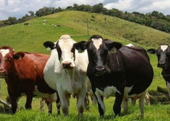 Στ. Αραχωβίτης-Ολ. Τελιγιορίδου: “Πολιτική επιλογή της Κυβέρνησης της ΝΔ η στήριξη των εκτροφέων έναντι των εγχώριων παραγωγών»