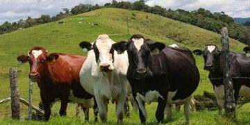 Στ. Αραχωβίτης-Ολ. Τελιγιορίδου: “Πολιτική επιλογή της Κυβέρνησης της ΝΔ η στήριξη των εκτροφέων έναντι των εγχώριων παραγωγών»