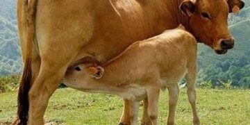 Αγροτικός Σύλλογος Καστοριάς Μακεδνός: Απαράδεκτη η πρόταση του ΥΠΑΑΤ στην νέα ΚΑΠ για τις συνδεδεμένες ενισχύσεις στην κτηνοτροφία