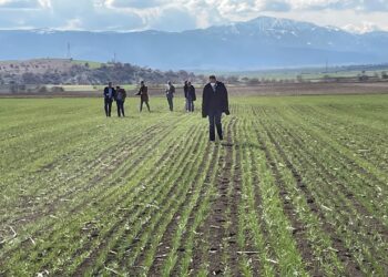 Γιώργος Αμανατίδης: Η επένδυση φαρμακευτικής κάνναβης βρίσκεται σε φάση ωρίμανσης