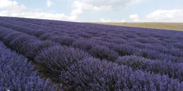 Ευχαριστήριο του Συλλόγου Παραγωγών Αρωματικών και Φαρμακευτικών Φυτών Γρεβενών