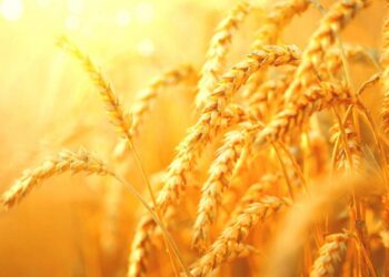 Μάγδα Ανδρονικίδου: Θύμα πολέμου η γεωργία και τα τρόφιμα