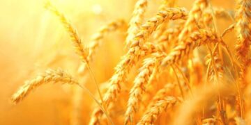 Μάγδα Ανδρονικίδου: Θύμα πολέμου η γεωργία και τα τρόφιμα