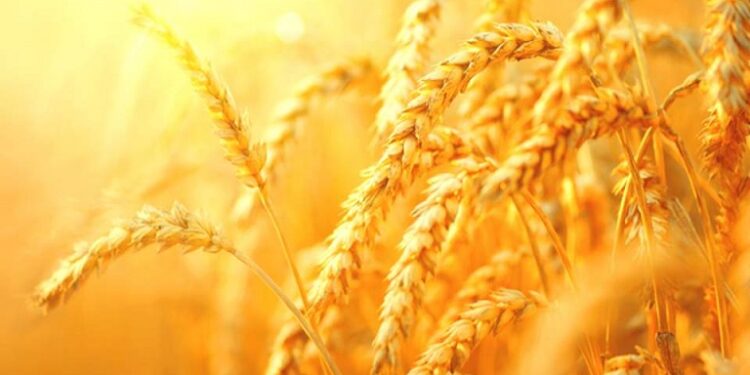 Μάγδα Ανδρονικίδου: Θύμα πολέμου η γεωργία και τα τρόφιμα