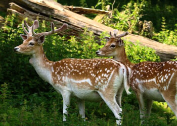 Γιώργος Αμυράς: «Δε θα επιτραπεί το κυνήγι ελαφιών στη Ρόδο»