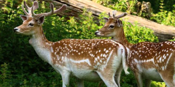 Γιώργος Αμυράς: «Δε θα επιτραπεί το κυνήγι ελαφιών στη Ρόδο»