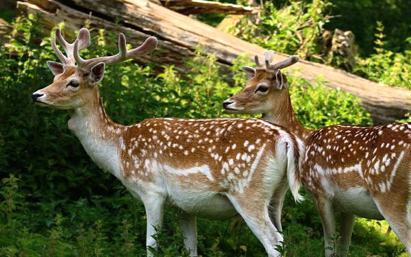 Γιώργος Αμυράς: «Δε θα επιτραπεί το κυνήγι ελαφιών στη Ρόδο»