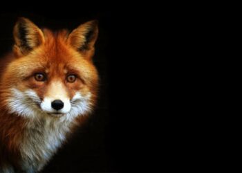 Έναρξη της 18ης Εμβολιαστικής Εκστρατείας των Αλεπούδων για το Πρόγραμμα Καταπολέμησης και Επιτήρησης της Λύσσας