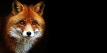 Έναρξη της 18ης Εμβολιαστικής Εκστρατείας των Αλεπούδων για το Πρόγραμμα Καταπολέμησης και Επιτήρησης της Λύσσας