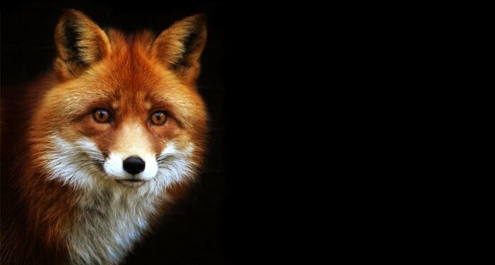 Έναρξη της 18ης Εμβολιαστικής Εκστρατείας των Αλεπούδων για το Πρόγραμμα Καταπολέμησης και Επιτήρησης της Λύσσας