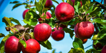 Αυγενάκης: Εξετάζεται από τις υπηρεσίες του ΥΠΑΑΤ το αίτημα παραγωγών- εξαγωγέων μήλων για αποζημιώσεις λόγω Σουέζ