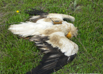 Οι ανθρωπογενείς δραστηριότητες αποτελούν τον κύριο λόγο θανάτωσης για τα μεγαλόσωμα μεταναστευτικά πουλιά