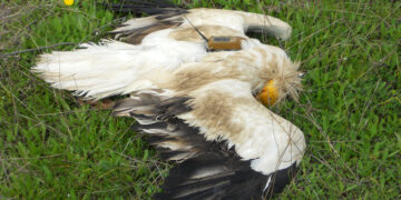 Οι ανθρωπογενείς δραστηριότητες αποτελούν τον κύριο λόγο θανάτωσης για τα μεγαλόσωμα μεταναστευτικά πουλιά