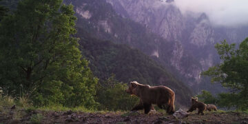 Νεκρή αρκούδα από δηλητηριασμένα δολώματα στην Αβδέλλα Γρεβενών