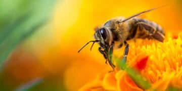 Αντικατάσταση κυψελών και κινητών βάσεων