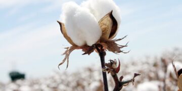Με απόφαση Αυγενάκη συγκροτείται Ομάδα Εργασίας για το βαμβάκι