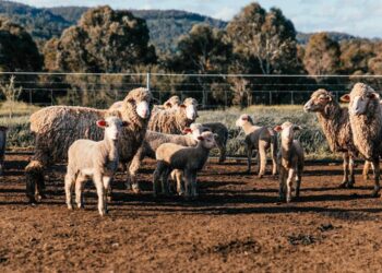 Επιστολή Αυγενάκη σε Περιφερειάρχες για Διαχειριστικά Σχέδια Βόσκησης