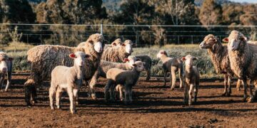 Επιστολή Αυγενάκη σε Περιφερειάρχες για Διαχειριστικά Σχέδια Βόσκησης