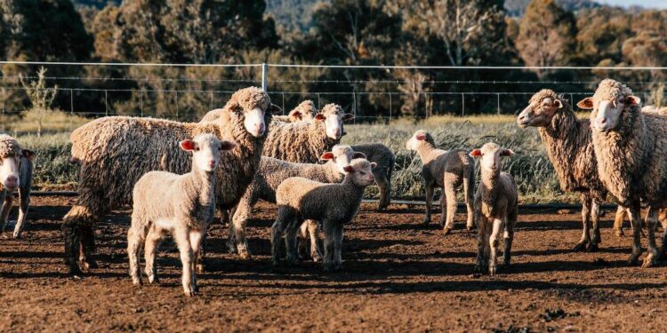 Επιστολή Αυγενάκη σε Περιφερειάρχες για Διαχειριστικά Σχέδια Βόσκησης