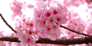 Εορδαία: Ζημιές σε δενδροκαλλιέργειες – Καρπόπτωση λόγω καιρικών συνθηκών